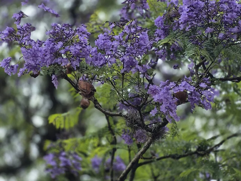 Cultivo y cuidados botánicos de Jacaranda