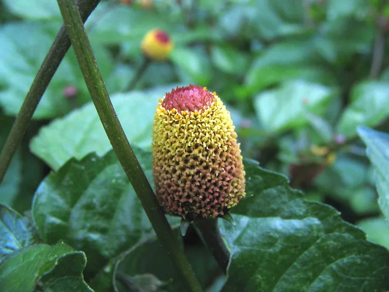 Ficha botánica de Jambu (Acmella oleracea)