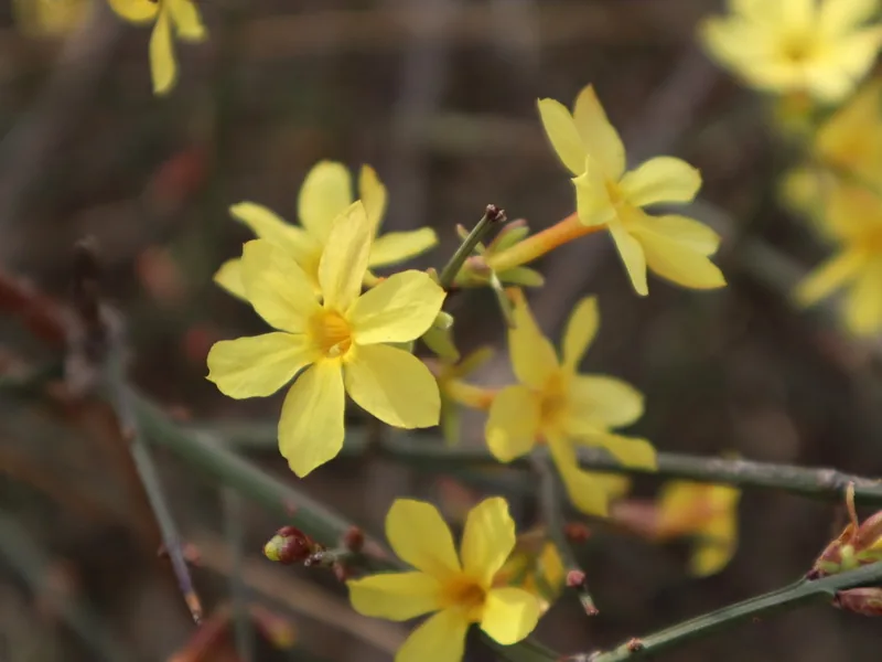 Cultivo y cuidados botánicos de Jazmín de invierno