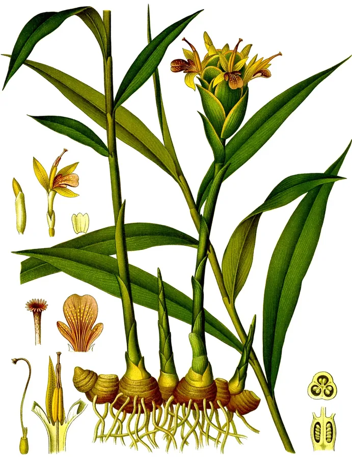 Cultivo y cuidados botánicos de Jengibre