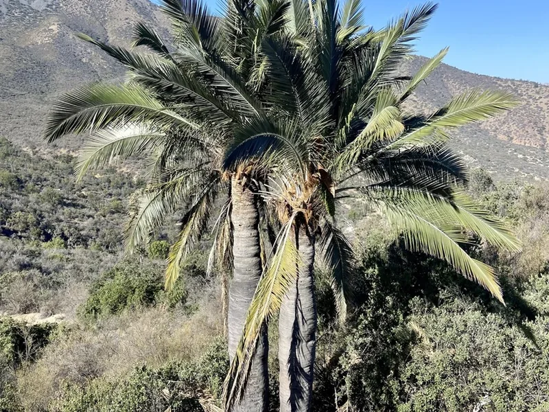 Cultivo y cuidados botánicos de Palma chilena
