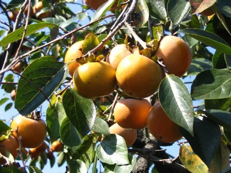 Cultivo y cuidados botánicos de Kaki