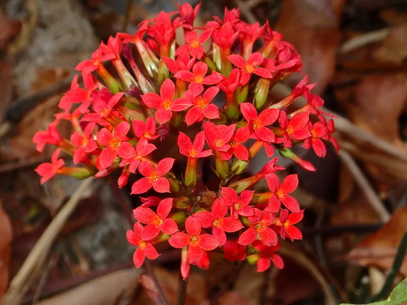 Ficha botánica de Kalanchoe de Blossfeld (Kalanchoe blossfeldiana)