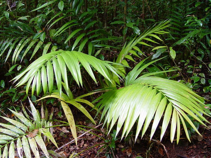 Cultivo y cuidados botánicos de Palma Kentia