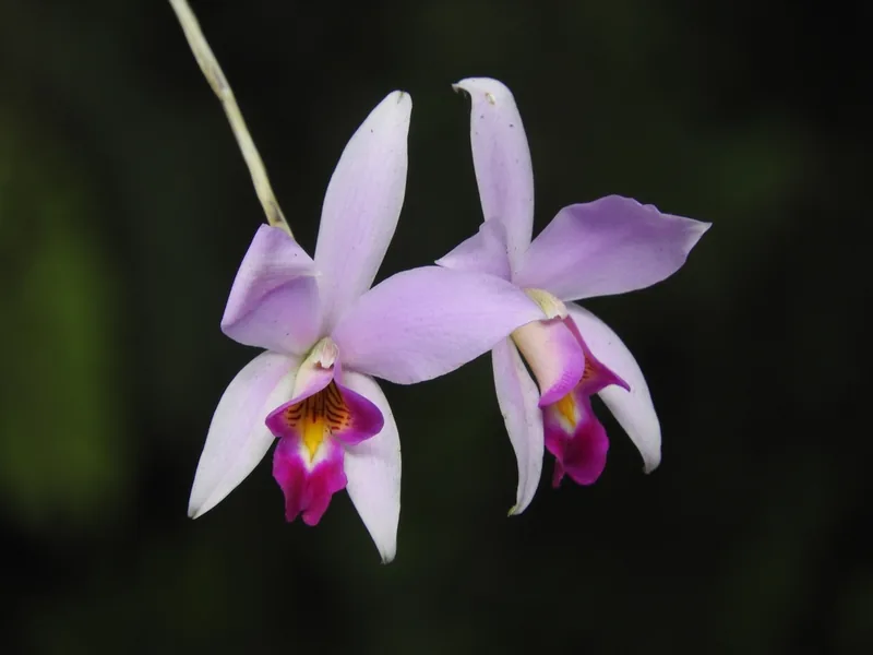 Cultivo y cuidados botánicos de Orquídea Laelia