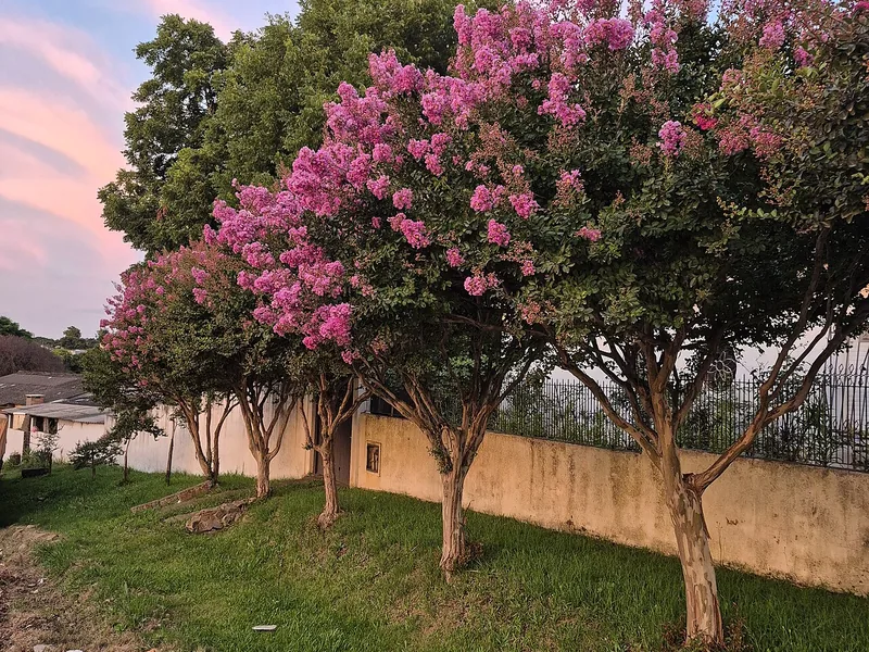 Cultivo y cuidados botánicos de Júpiter o Espumilla