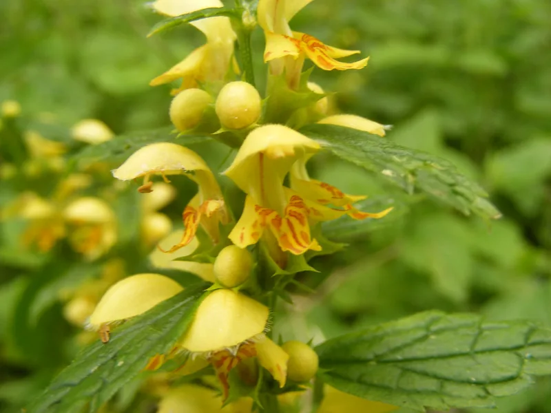 Ficha botánica de Ortiga muerta amarilla (Lamium galeobdolon)