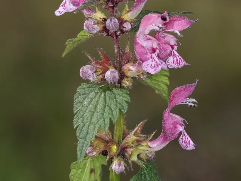 Ficha botánica de Ortiga muerta (Lamium maculatum)