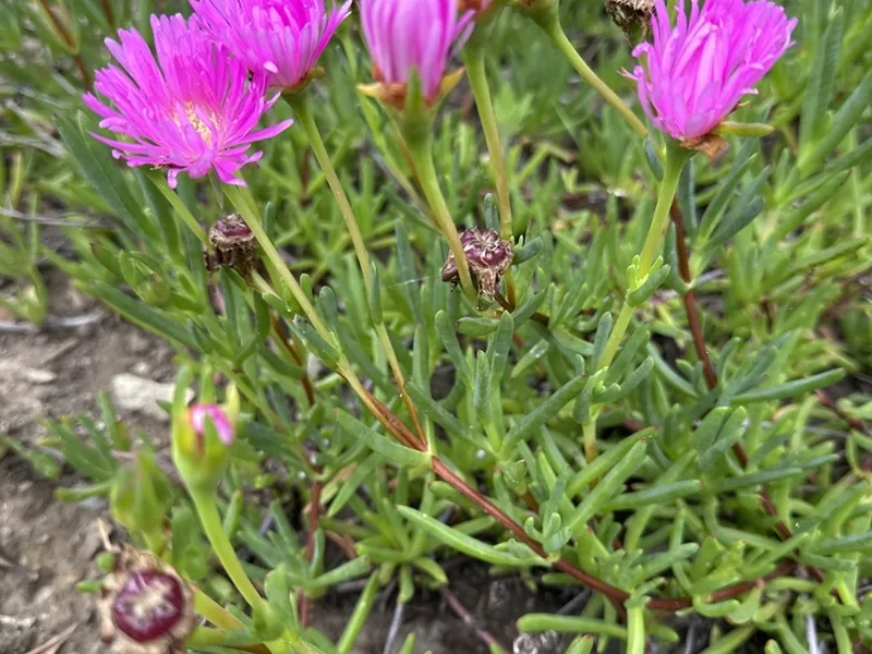 Cultivo y cuidados botánicos de Lampranthus o Planta del hielo