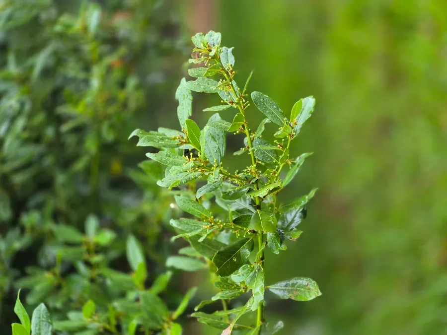 Cultivo y cuidados botánicos de Laurel común