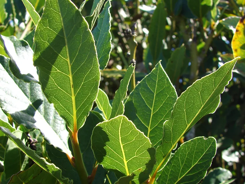 Cultivo y cuidados botánicos de Laurel