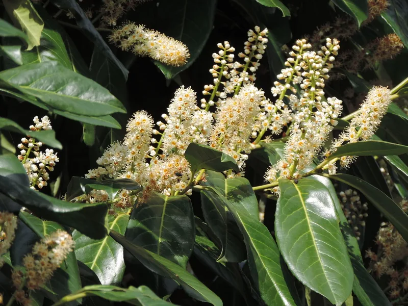 Cultivo y cuidados botánicos de Laurel cerezo
