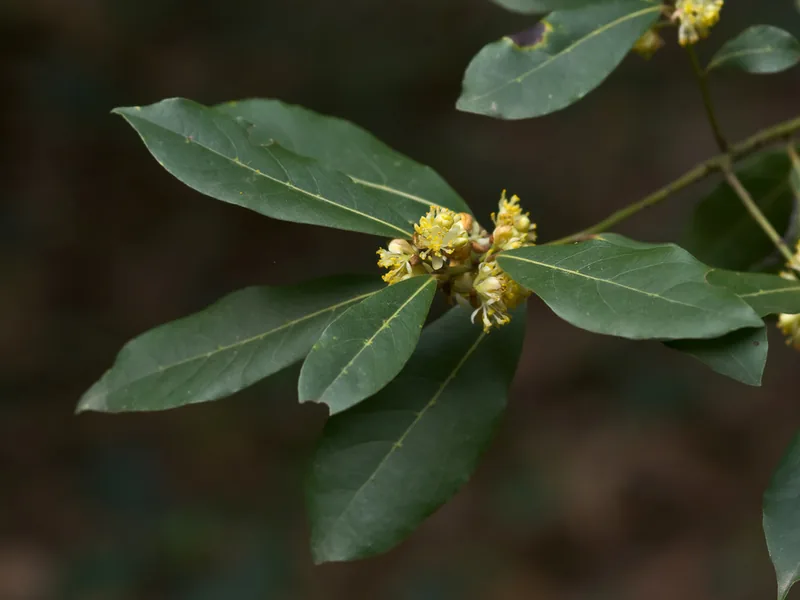 Cultivo y cuidados botánicos de Laurus Nobilis