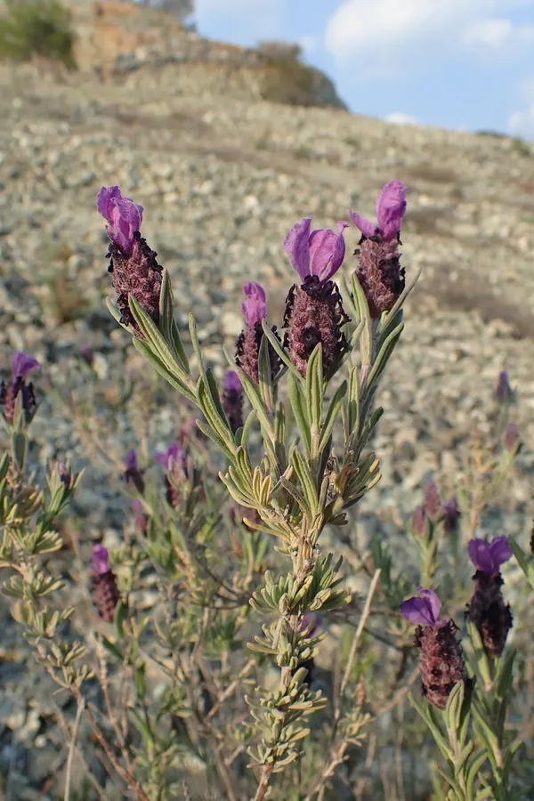 Cultivo y cuidados botánicos de Lavanda de las rocas