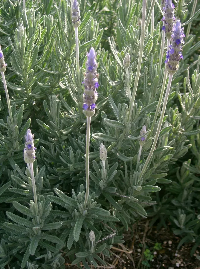 Cultivo y cuidados botánicos de Lavanda francesa