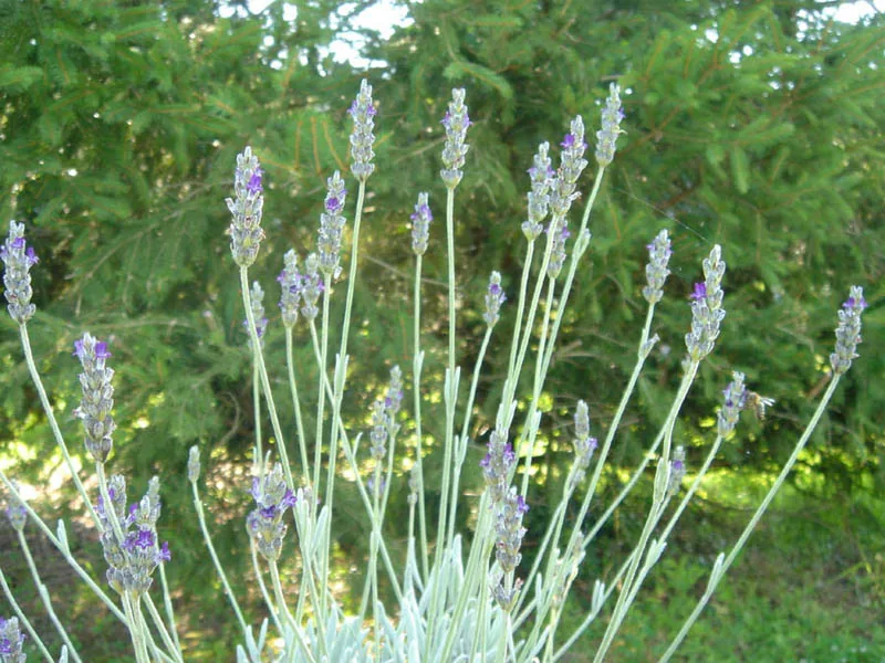 Ficha botánica de Lavanda lanuda (Lavandula lanata)