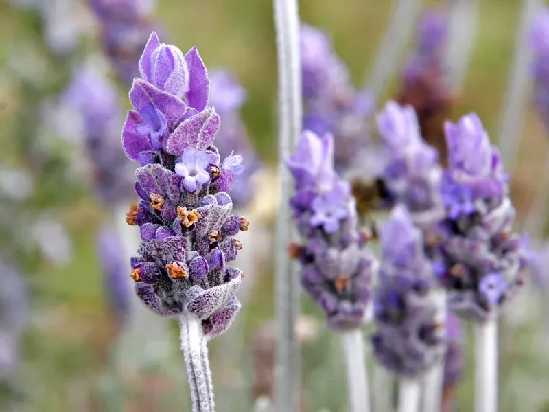 Ficha botánica de Lavanda (Lavandula angustifolia)