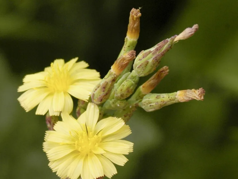 Cultivo y cuidados botánicos de Lechuga