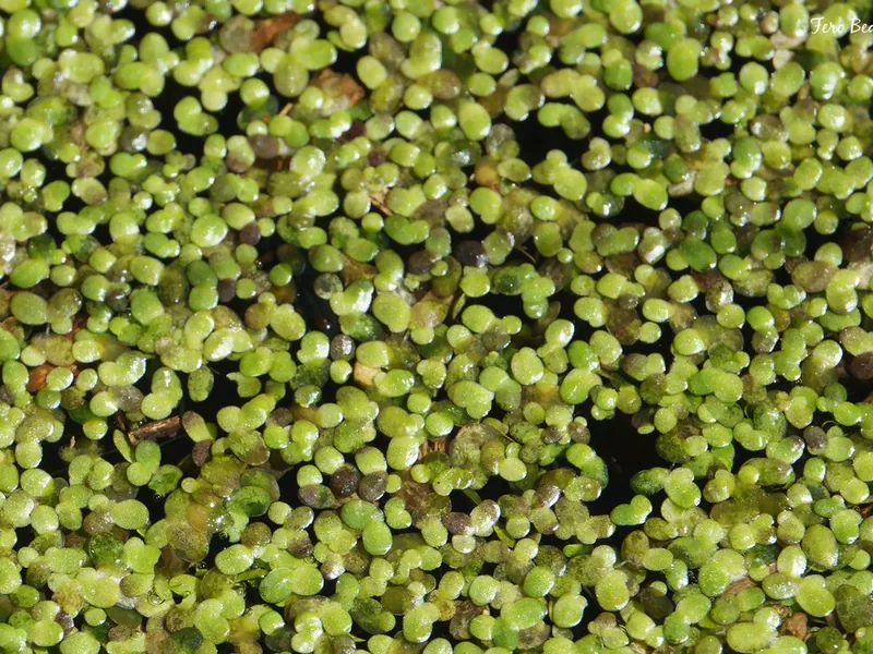 Cultivo y cuidados botánicos de Lenteja de agua