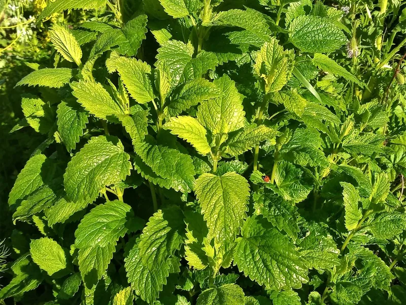 Cultivo y cuidados botánicos de Toronjil o Melisa