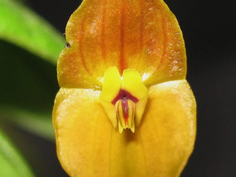 Cultivo y cuidados botánicos de Orquídea Lepanthes