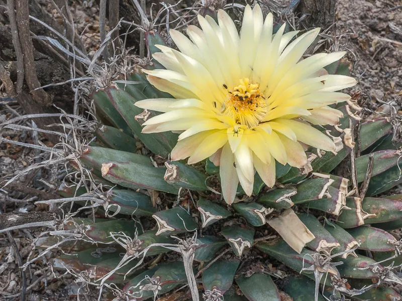 Cultivo y cuidados botánicos de Cactus agave