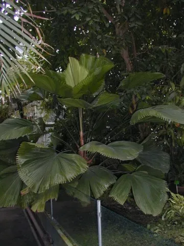 Ficha botánica de Palmera abanico (Licuala grandis)