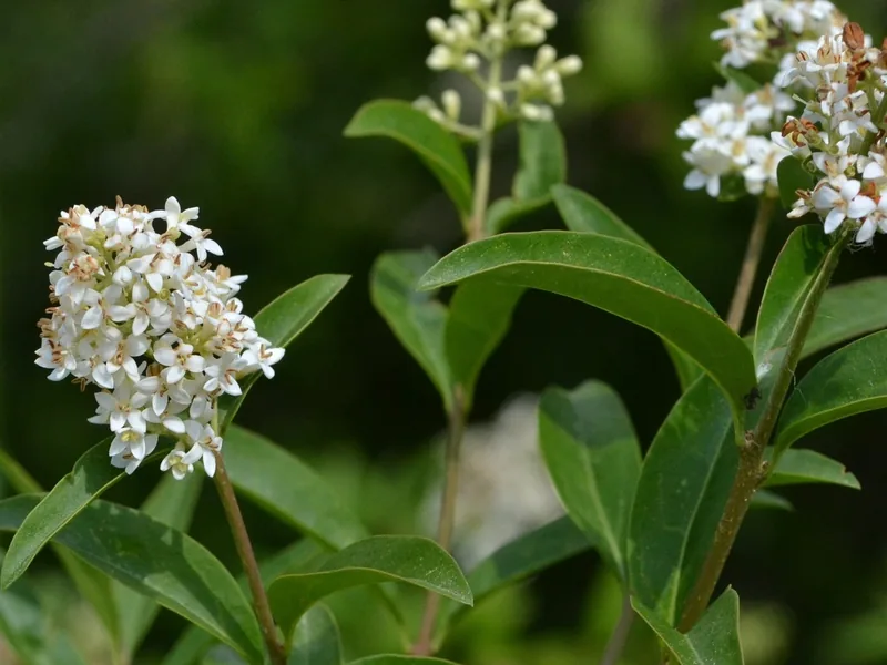 Cultivo y cuidados botánicos de Aligustre común
