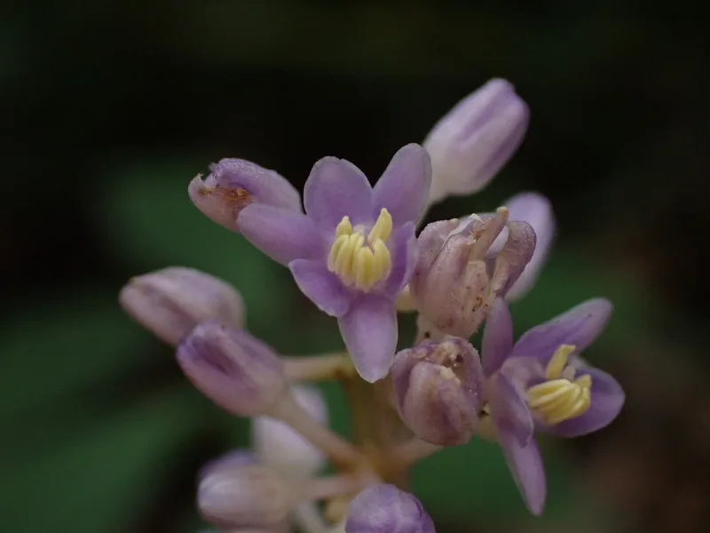 Cultivo y cuidados botánicos de Liriope o Serpentina