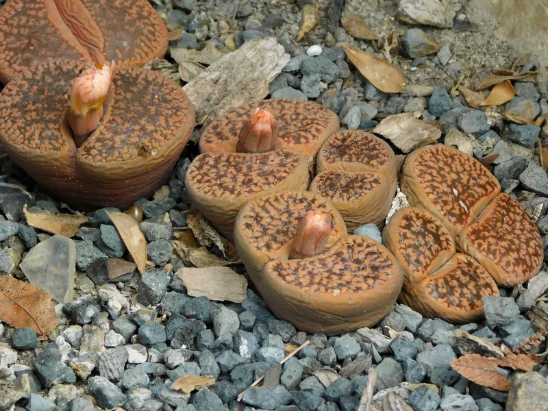 Ficha botánica de Planta piedra de Aucamp (Lithops aucampiae)