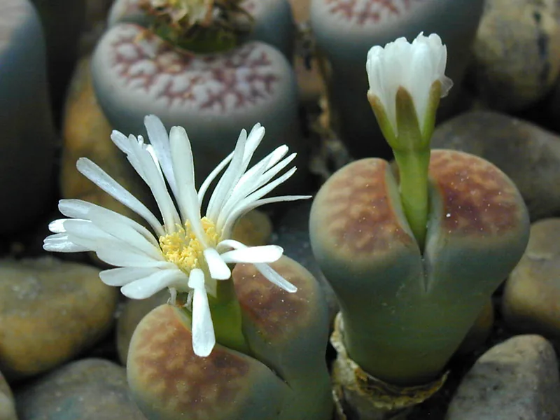 Cultivo y cuidados botánicos de Piedra viva de Karas