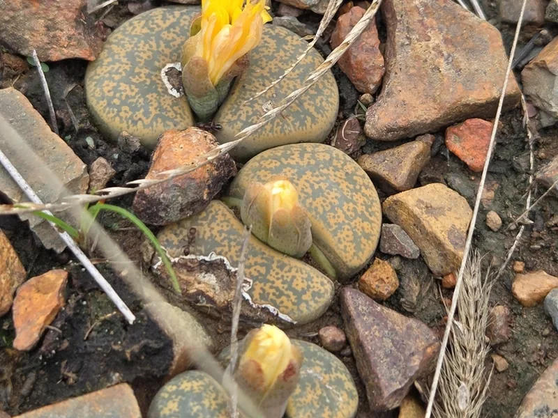 Ficha botánica de Piedras vivas (Lithops spp.)