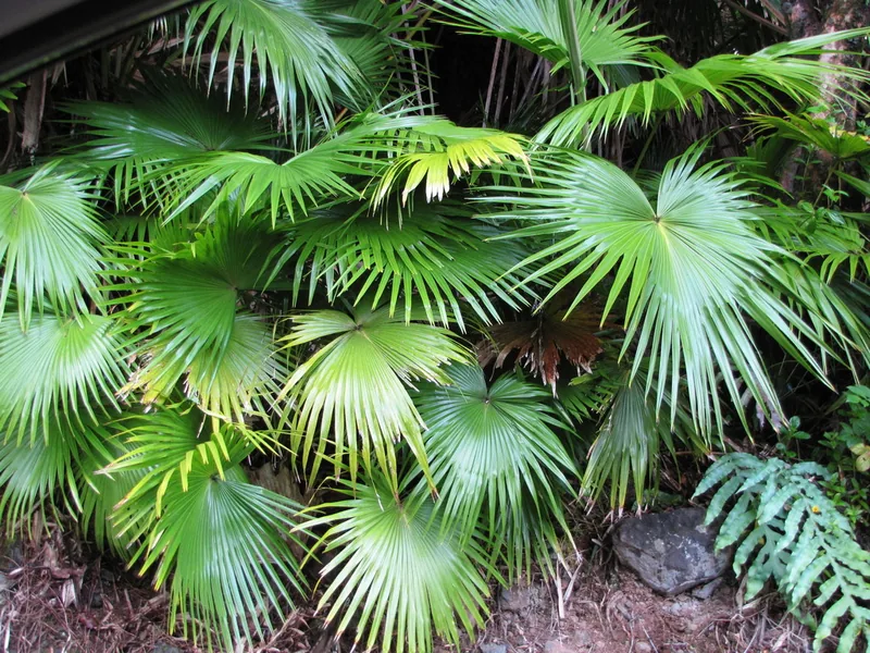 Cultivo y cuidados botánicos de Palmera de abanico china