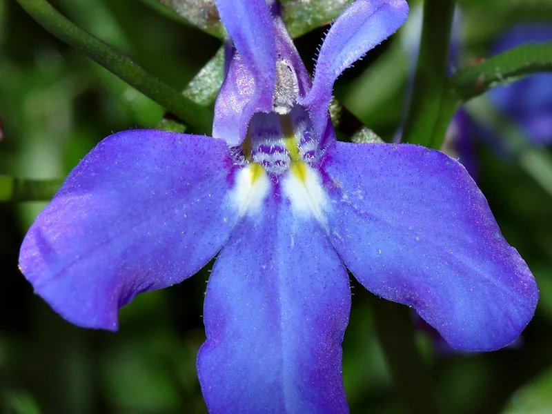 Cultivo y cuidados botánicos de Lobelia azul