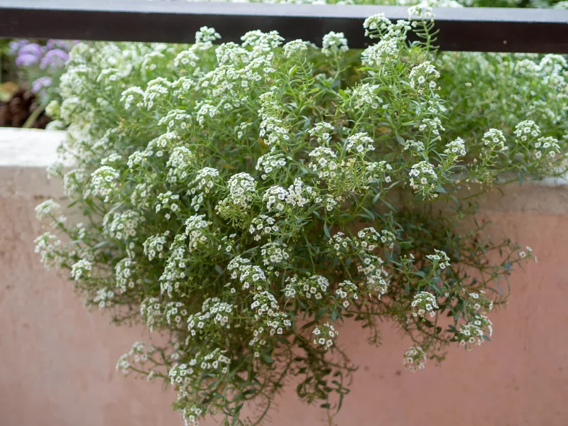 Ficha botánica de Lobularia marítima (Lobularia maritima)