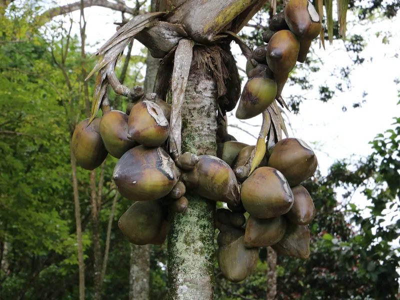 Cultivo y cuidados botánicos de Coco de mar