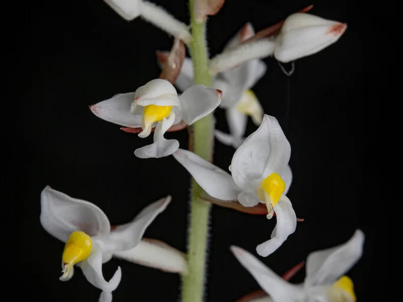 Cultivo y cuidados botánicos de Orquídea Joya