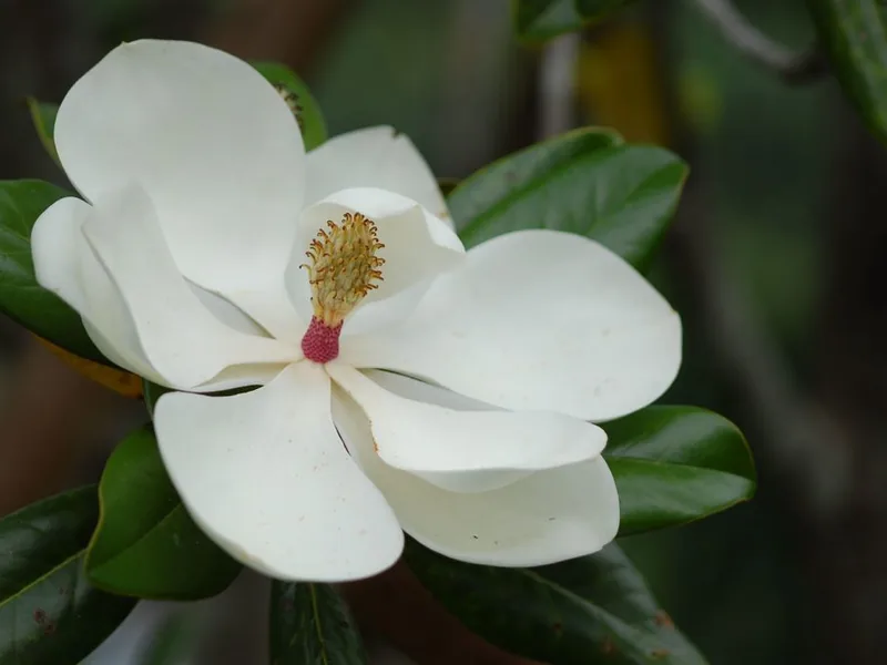 Cultivo y cuidados botánicos de Magnolia Grandiflora