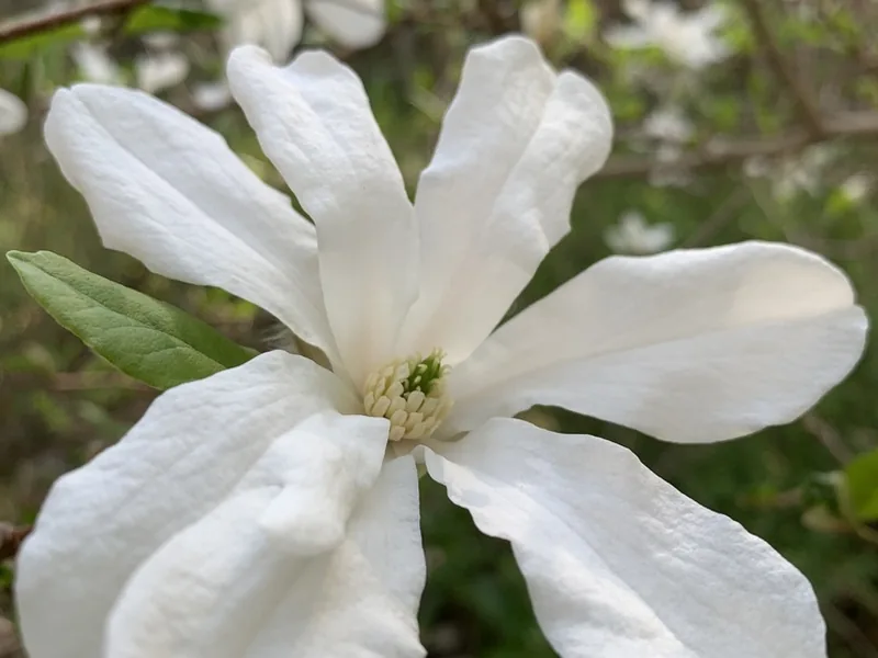 Cultivo y cuidados botánicos de Magnolia del Norte