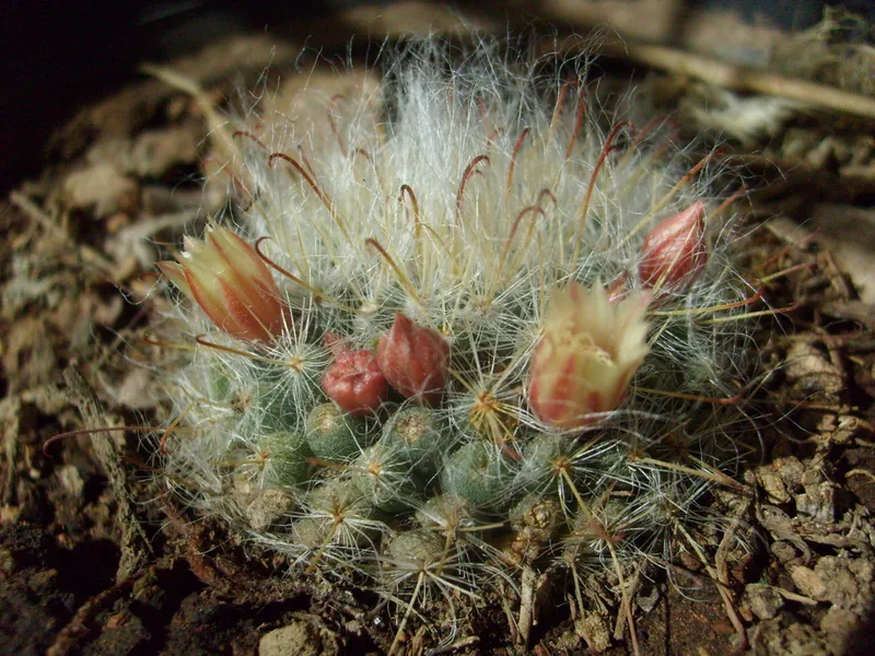 Ficha botánica de Cactus de algodón (Mammillaria bocasana)