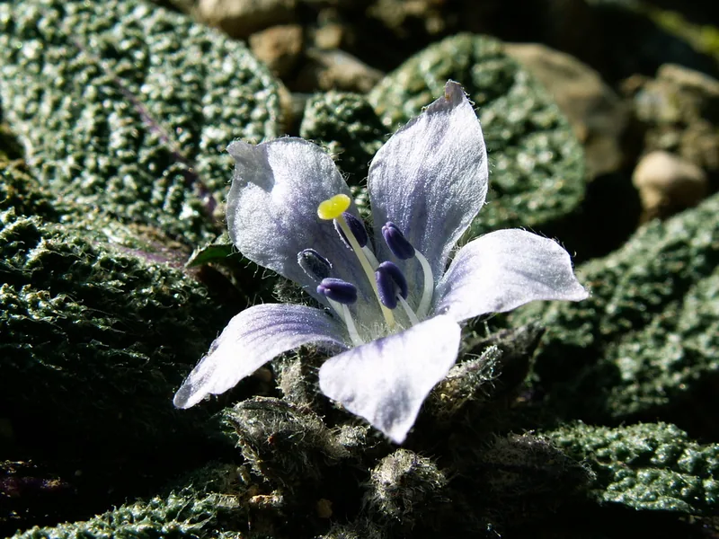 Cultivo y cuidados botánicos de Mandrágora