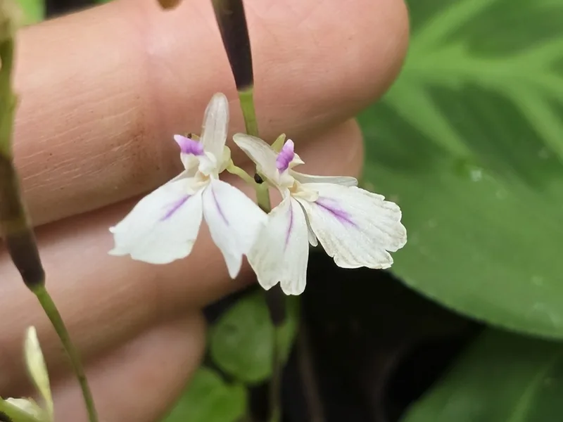 Cultivo y cuidados botánicos de Maranta o Planta de la oración