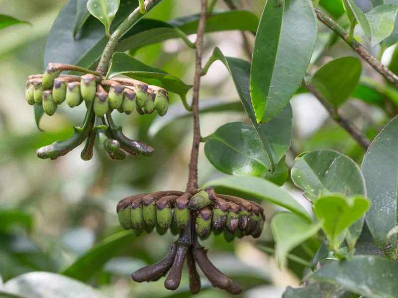 Cultivo y cuidados botánicos de Marcgravia