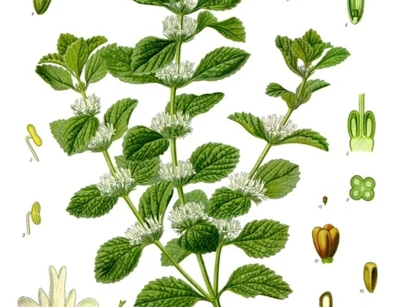 Cultivo y cuidados botánicos de Marrubio