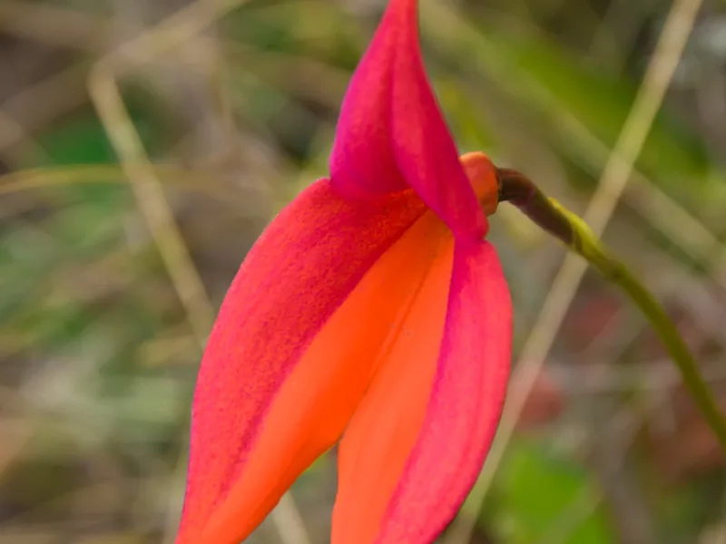 Cultivo y cuidados botánicos de Orquídea Rey