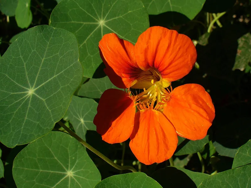 Cultivo y cuidados botánicos de Mastuerzo