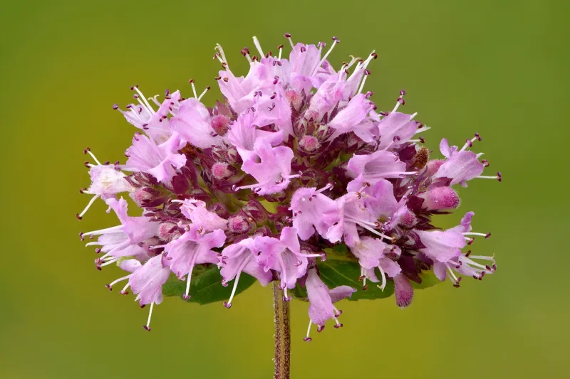 Ficha botánica de Mejorana silvestre (Origanum majorana)