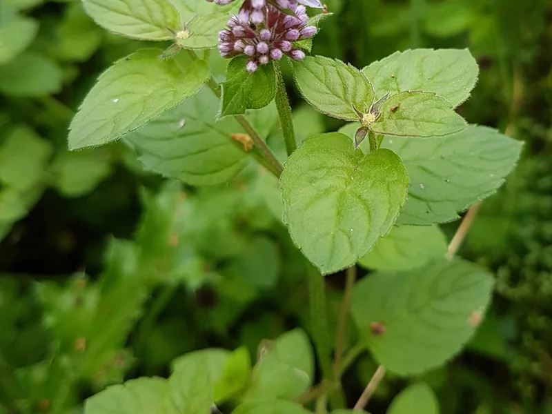 Cultivo y cuidados botánicos de Menta Acuatica