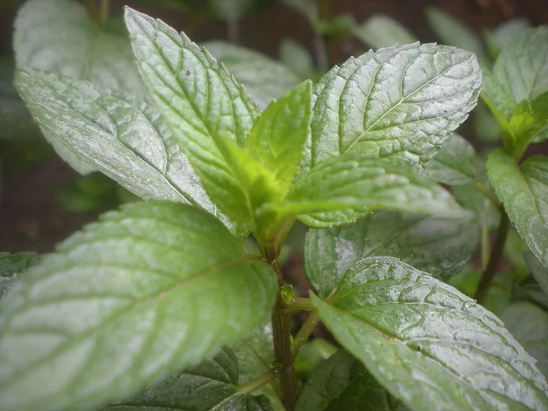 Cultivo y cuidados botánicos de Menta Chocolate