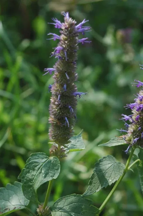 Cultivo y cuidados botánicos de Menta Coreana